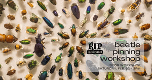 Beetle Pinning Workshop - February 22