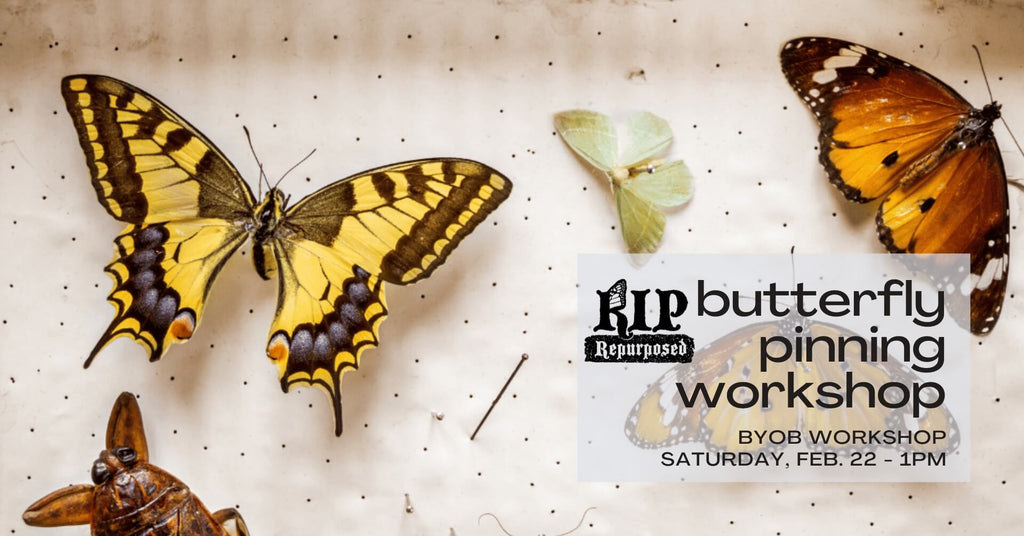 Butterfly Pinning Workshop - February 22